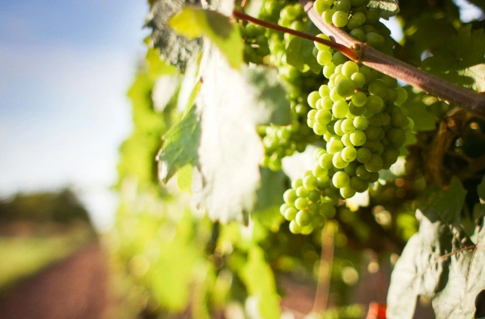 Servicios de Cultivo de Uvas en Valencia