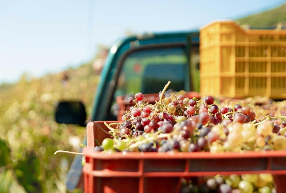 Servicios de Cultivo de Uvas en Valencia